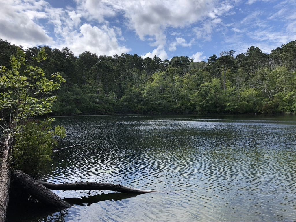 A body of water with trees in the background.