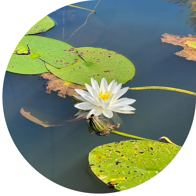 A white flower sitting on top of some water.